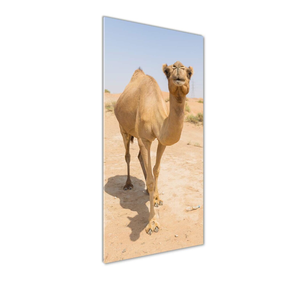 Wall art on glass A camel in the desert