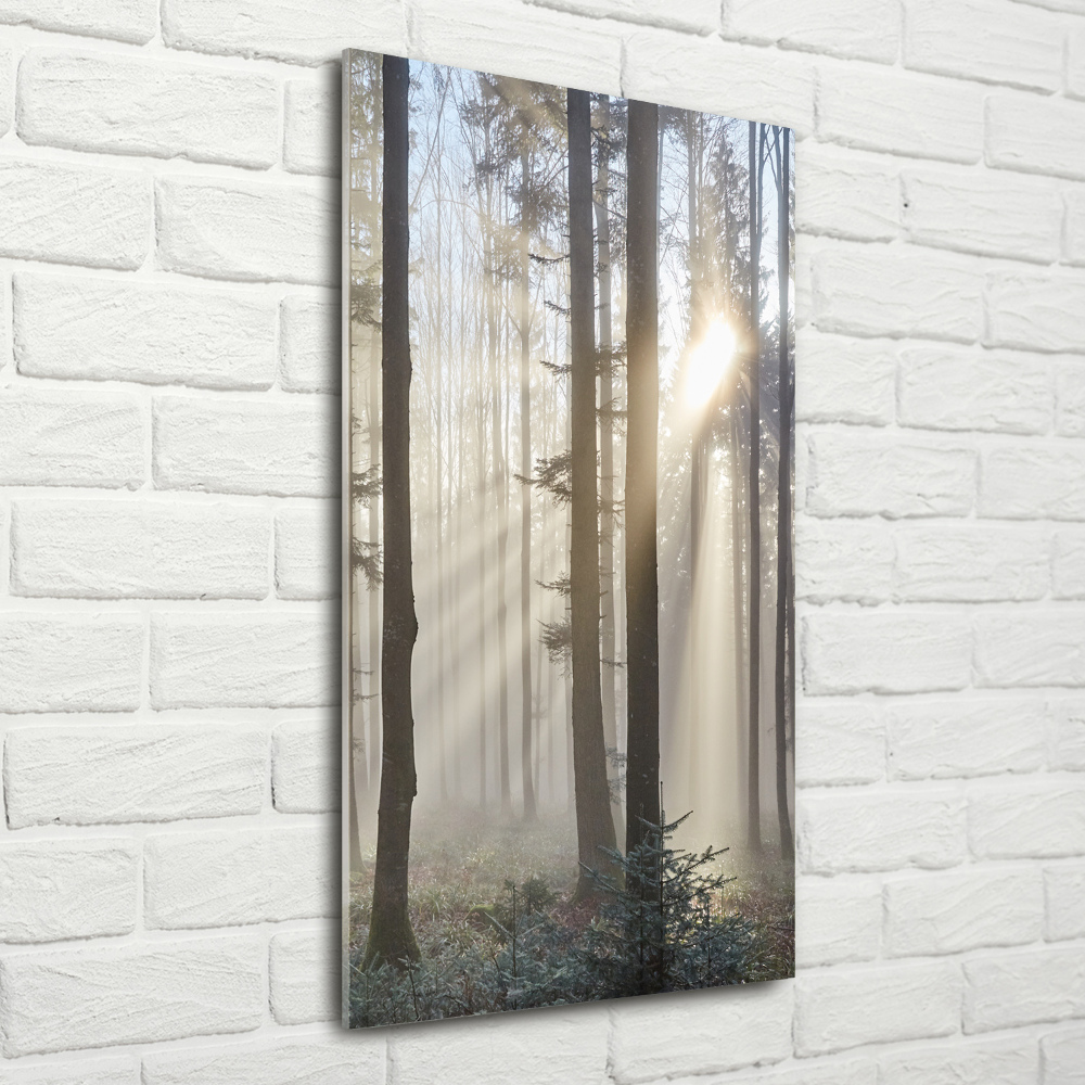 Print on a a glass Fog in the forest