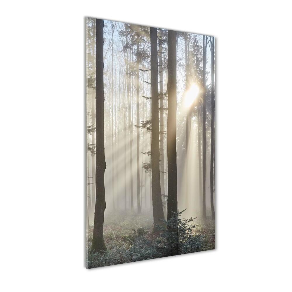 Print on a a glass Fog in the forest