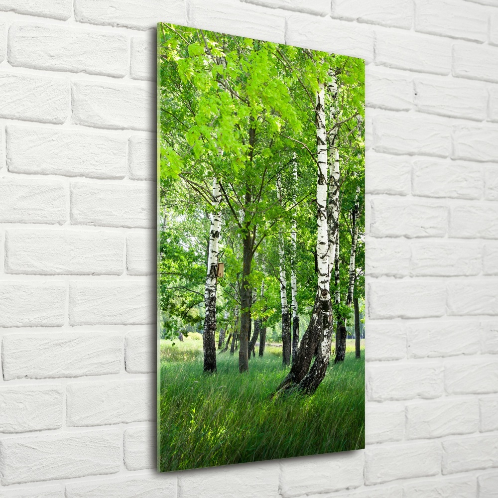 Photo printed on glass Birch forest