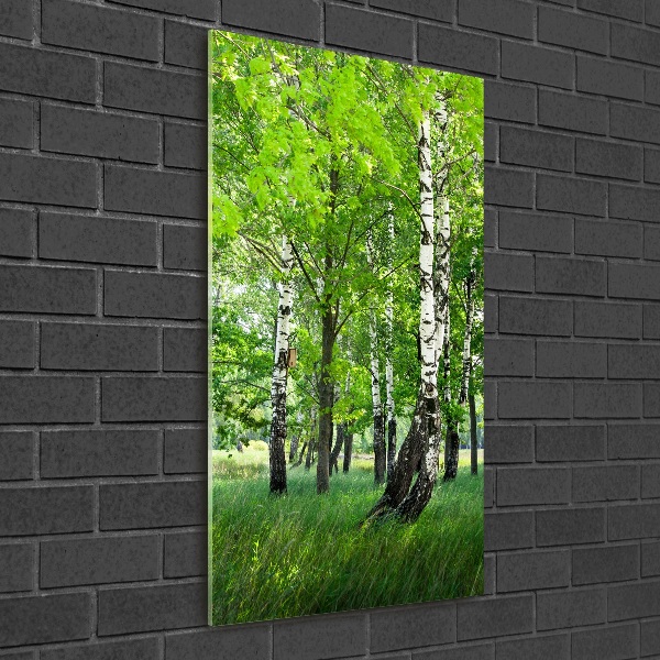 Photo printed on glass Birch forest