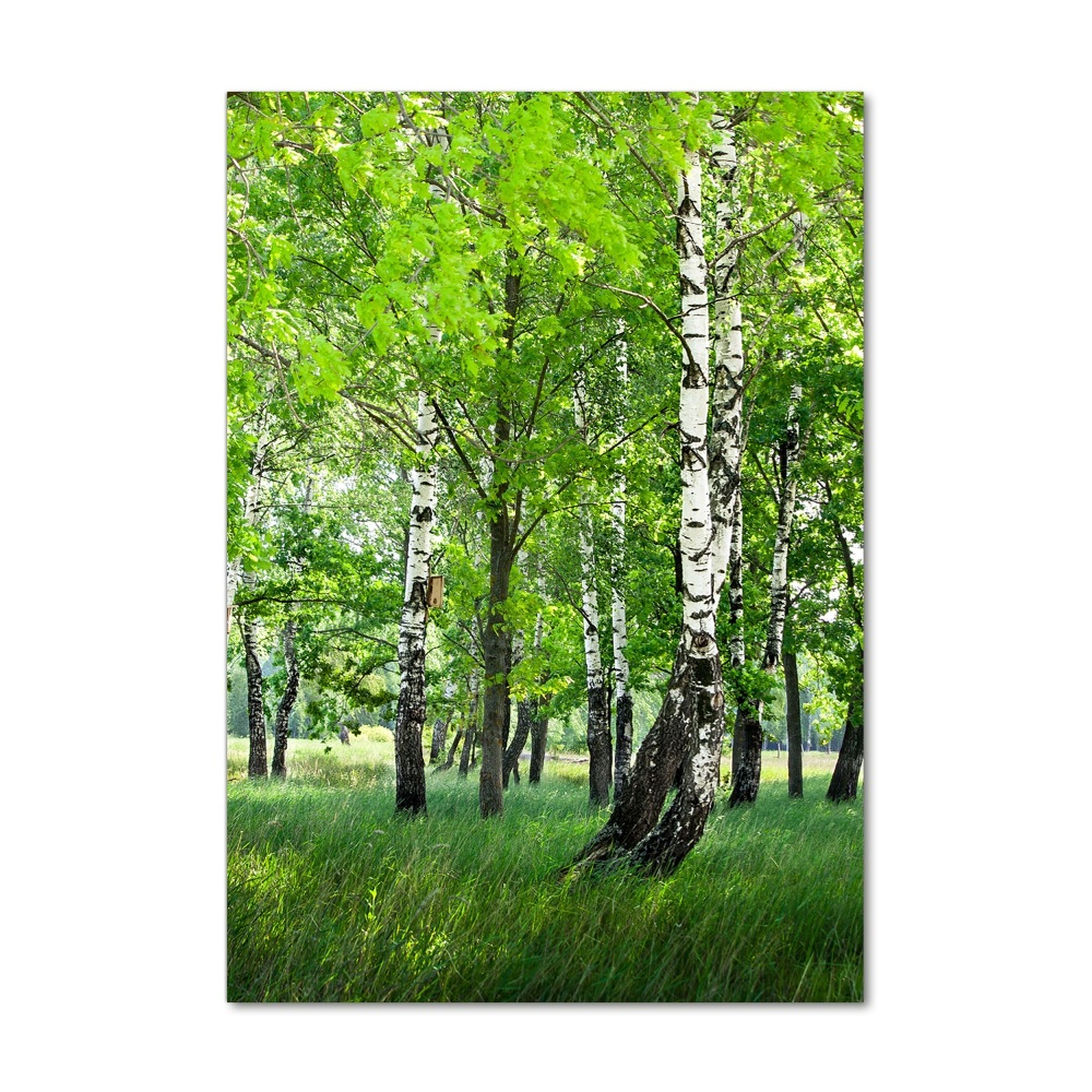 Photo printed on glass Birch forest