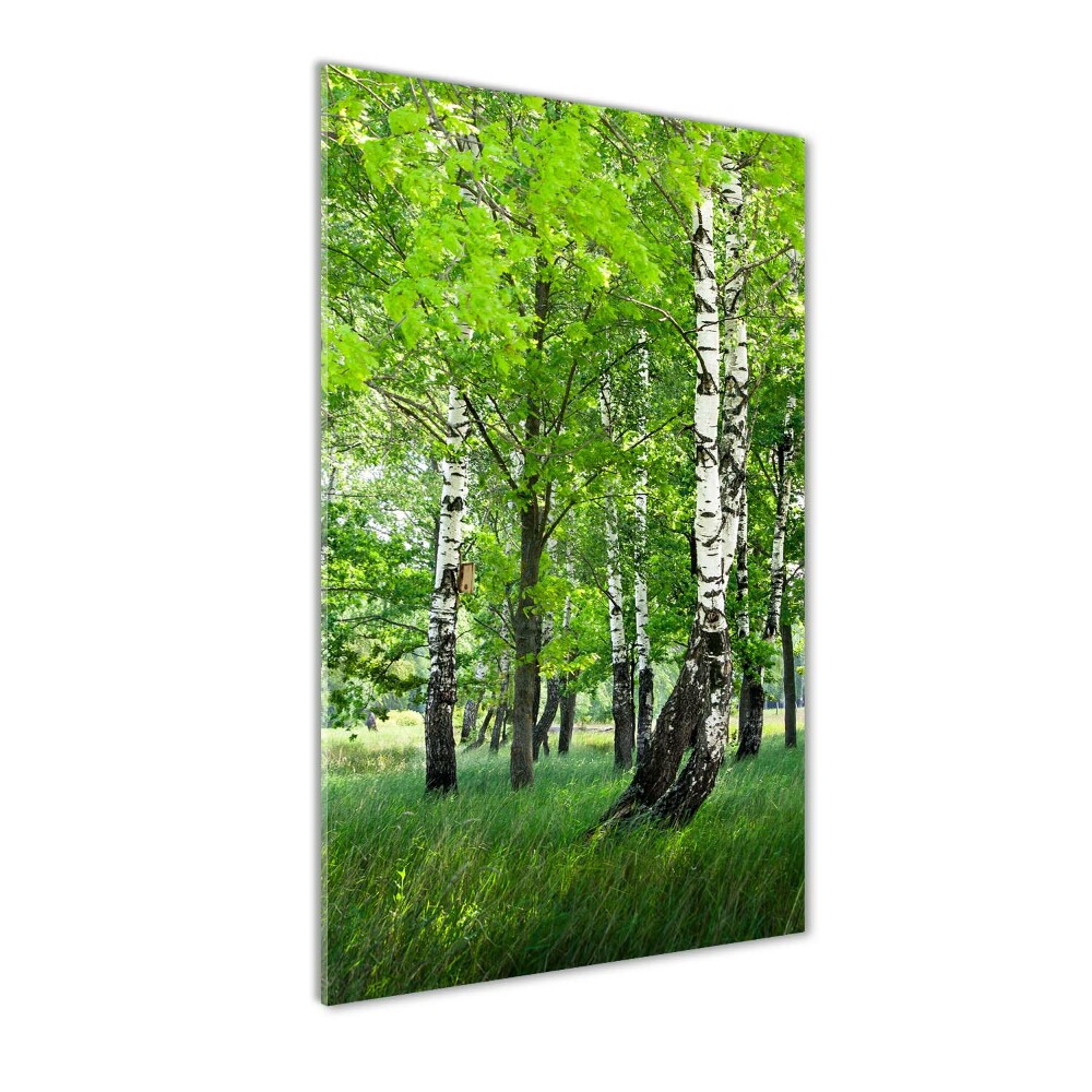 Photo printed on glass Birch forest