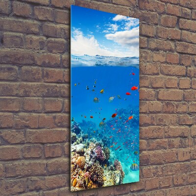 Photo printed on glass Coral reef