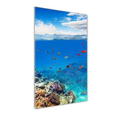 Photo printed on glass Coral reef