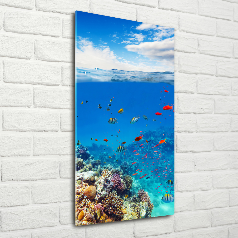 Photo printed on glass Coral reef