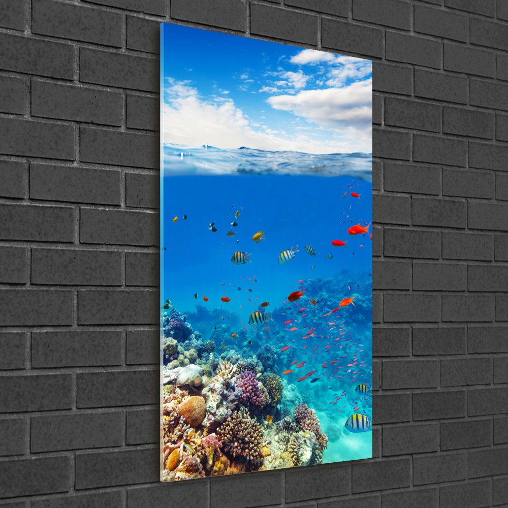 Photo printed on glass Coral reef