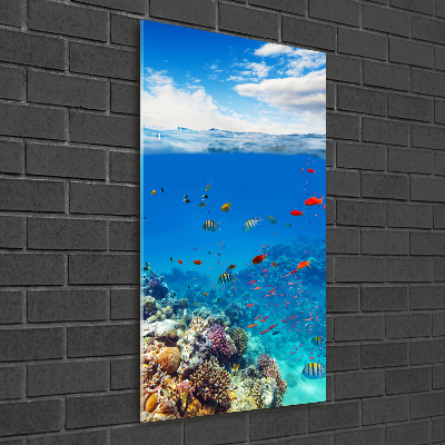 Photo printed on glass Coral reef