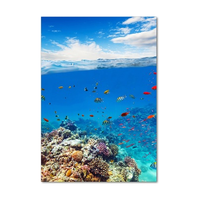 Photo printed on glass Coral reef