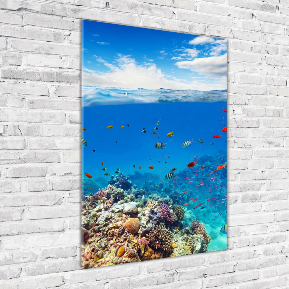 Photo printed on glass Coral reef