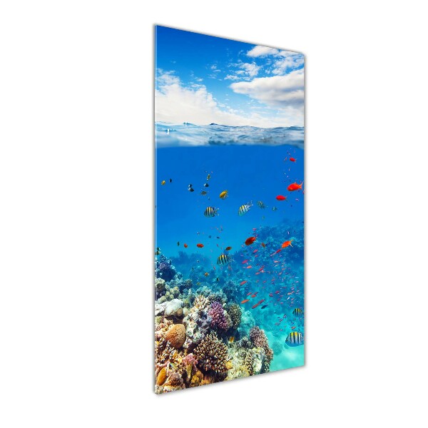 Photo printed on glass Coral reef