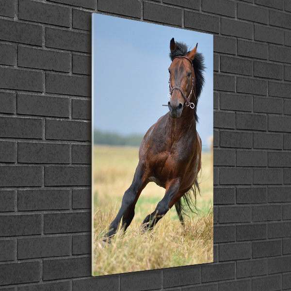 Wall art on glass Horse