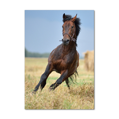 Wall art on glass Horse