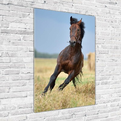 Wall art on glass Horse