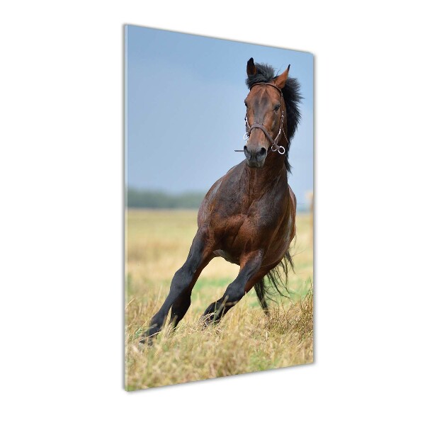 Wall art on glass Horse