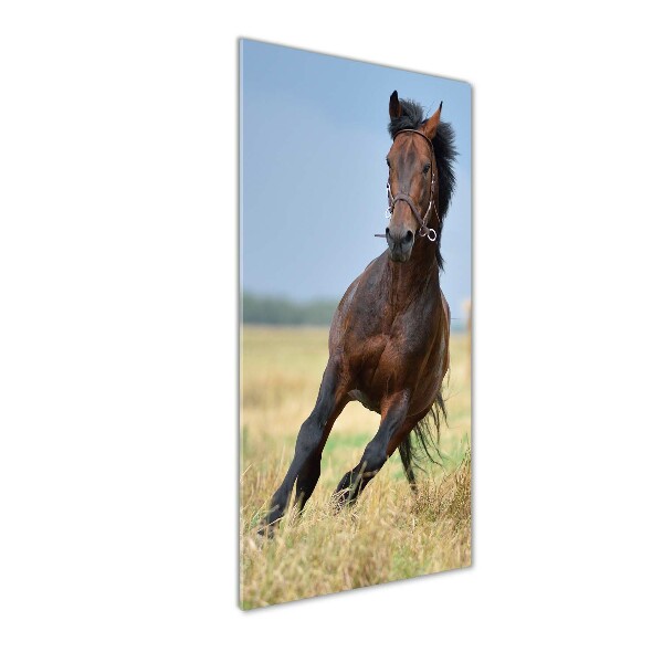 Wall art on glass Horse