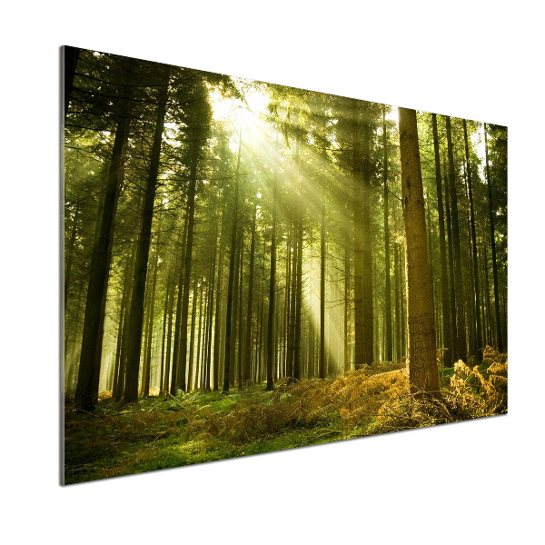 Kitchen splashback a pine forest