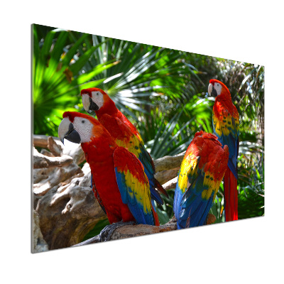 Cooker splashback Ary parrots