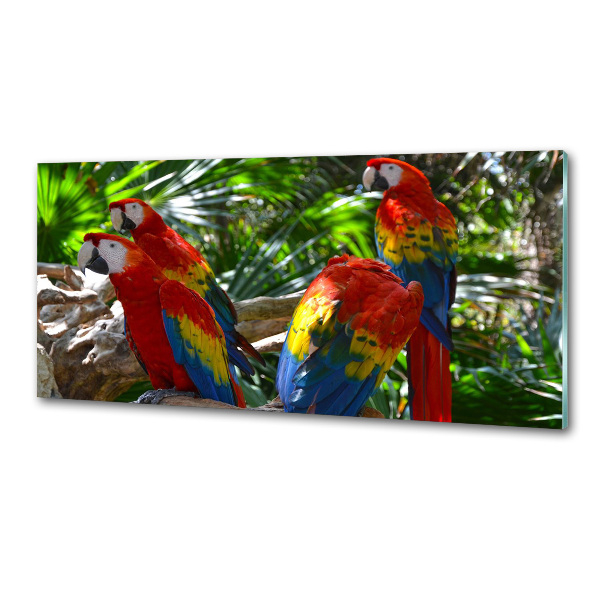 Cooker splashback Ary parrots