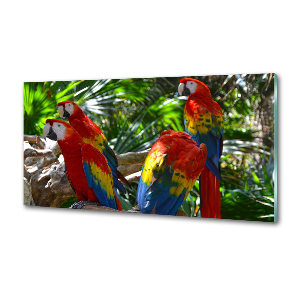 Cooker splashback Ary parrots