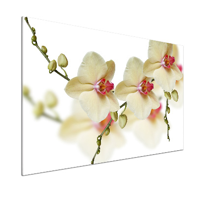 Cooker splashback Orchid