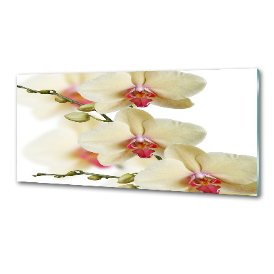 Cooker splashback Orchid