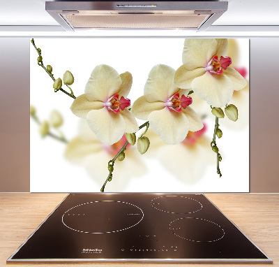 Cooker splashback Orchid