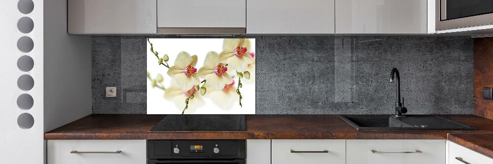 Cooker splashback Orchid