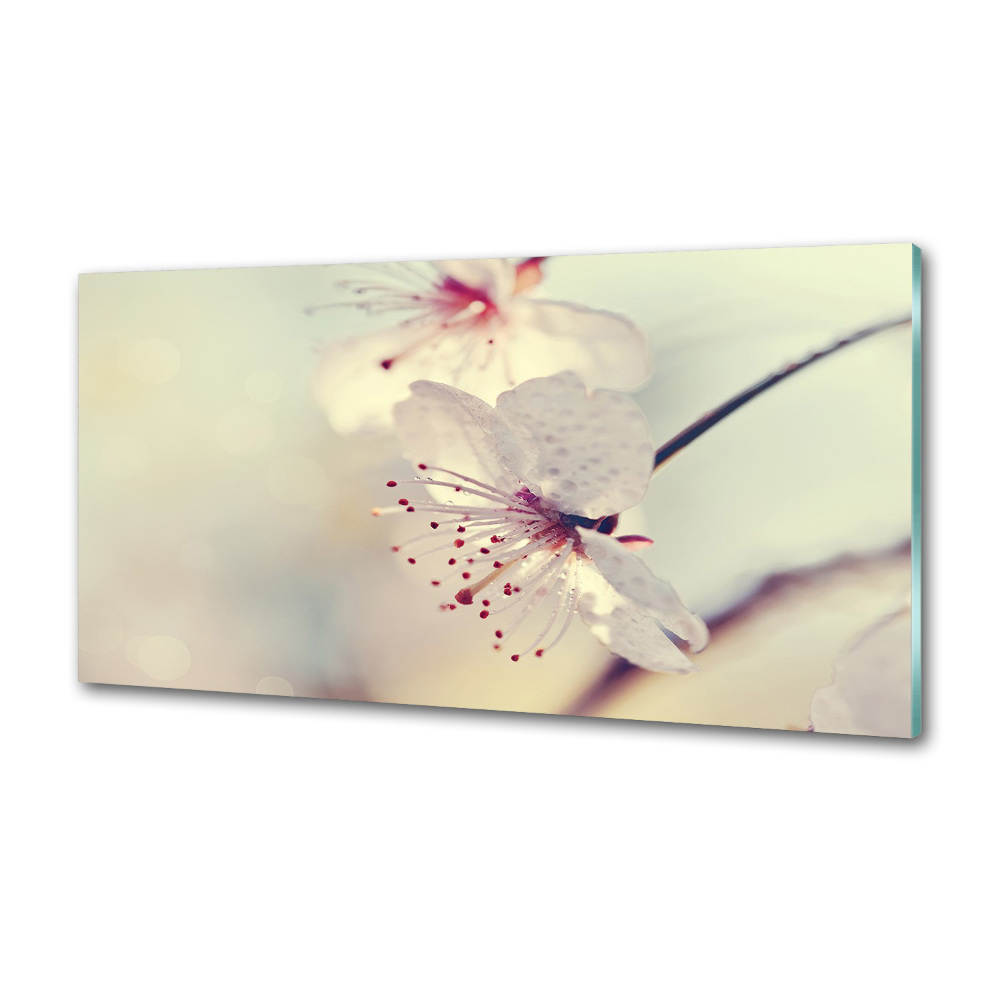 Cooker splashback Cherry Blossom