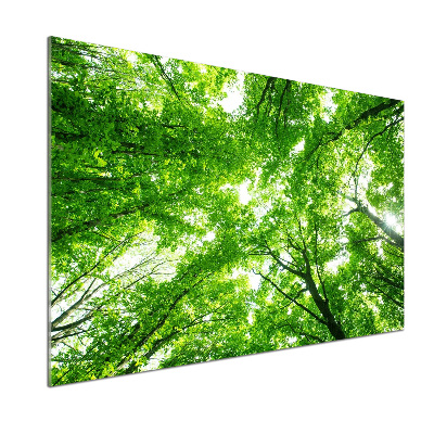 Cooker splashback Green Forest