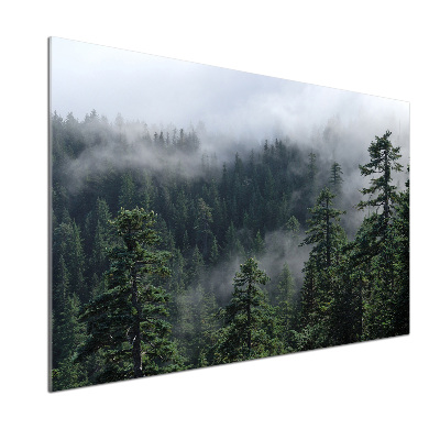 Cooker splashback Forest fog