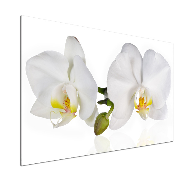 Cooker splashback Orchid