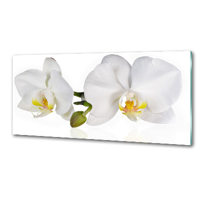 Cooker splashback Orchid