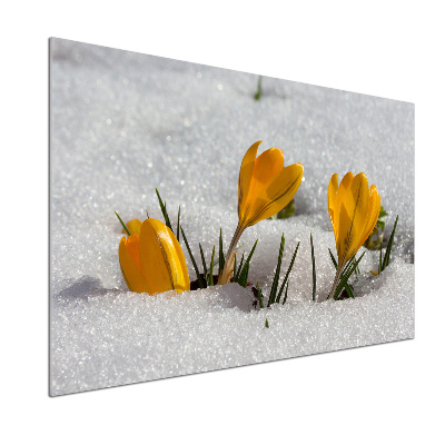 Cooker splashback Crocuses in the snow