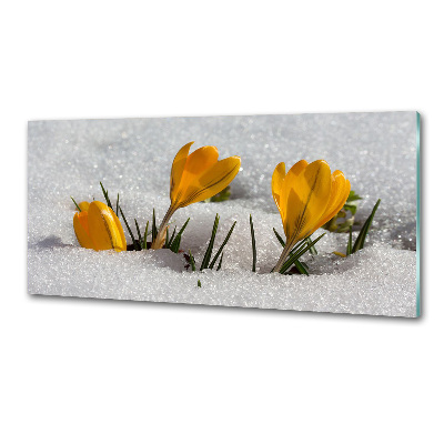 Cooker splashback Crocuses in the snow