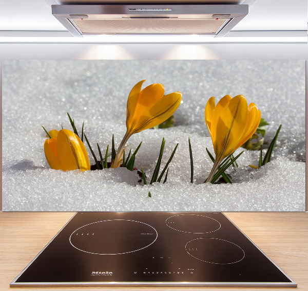 Cooker splashback Crocuses in the snow