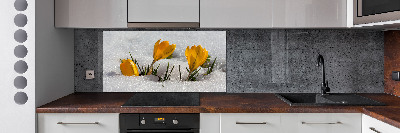 Cooker splashback Crocuses in the snow