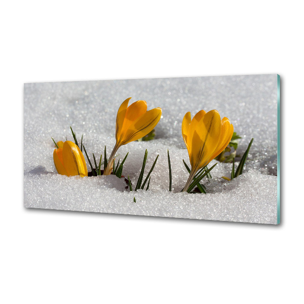 Cooker splashback Crocuses in the snow