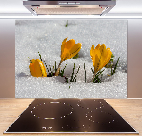 Cooker splashback Crocuses in the snow