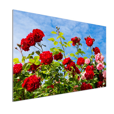 Cooker splashback Wild roses