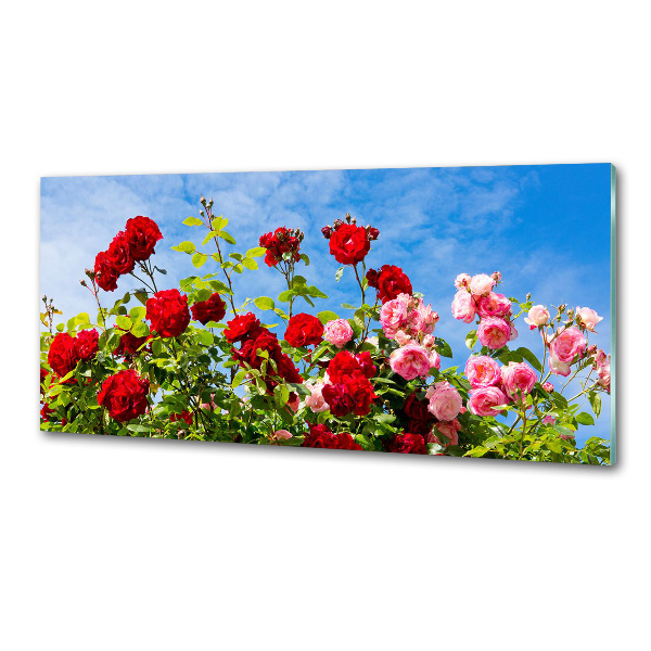 Cooker splashback Wild roses