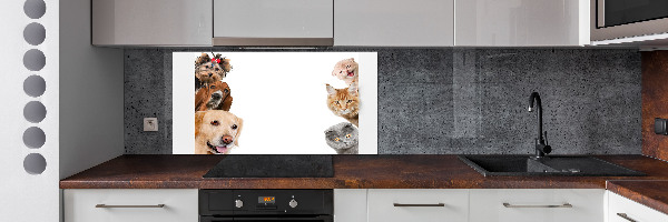 Cooker splashback Dogs and cats