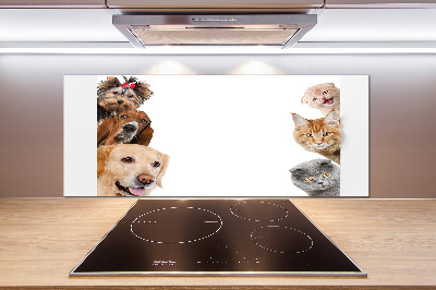 Cooker splashback Dogs and cats