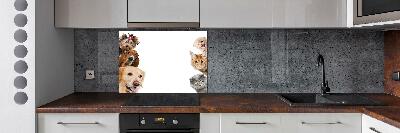 Cooker splashback Dogs and cats