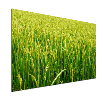 Splashback panel for kitchen Rice field