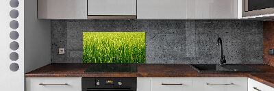 Splashback panel for kitchen Rice field