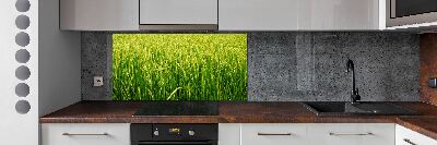 Splashback panel for kitchen Rice field