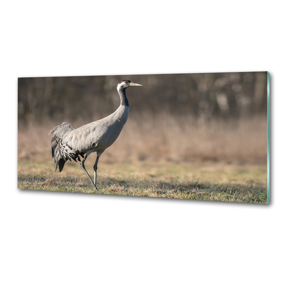 Cooker splashback Heron