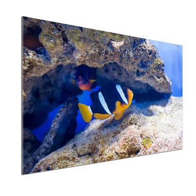 Cooker splashback Tropical fish