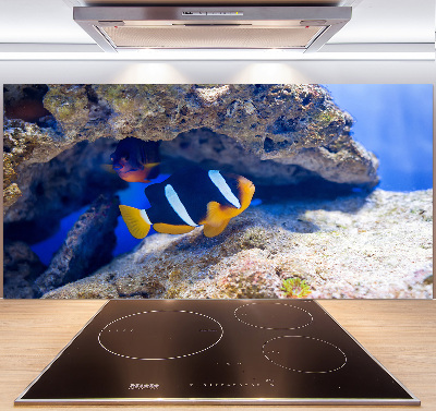 Cooker splashback Tropical fish